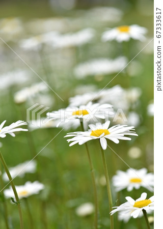 菊科白花法國菊花 照片素材 圖片 圖庫