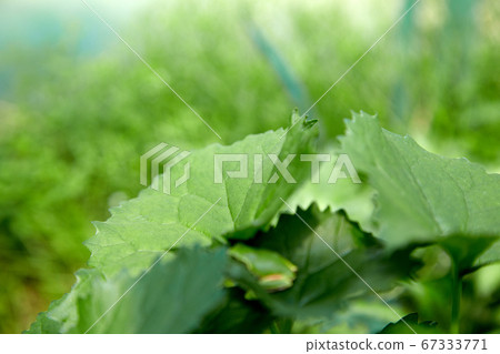 Fresh ssam vegetables, gomchi 67333771