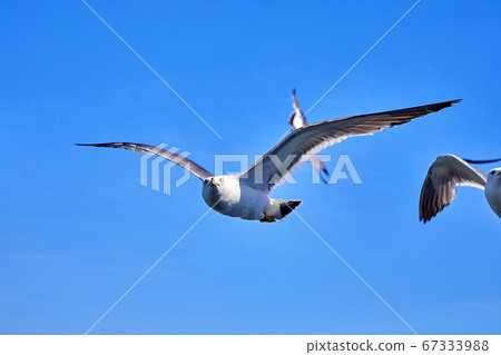 Blue sky and seagulls, 67333988