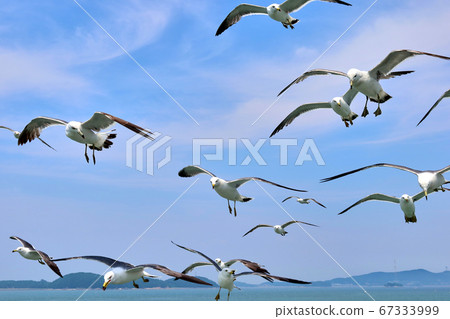 Blue sky and seagulls, Blue sky and seagulls, 67333999