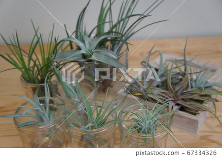 空氣植物 67334326