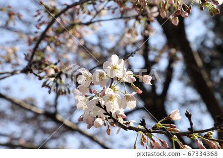 Yoshino cherry blossoms that shine in the blue sky 67334368