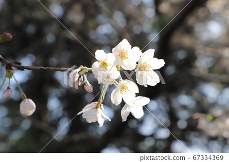 Yoshino cherry blossoms that shine in the blue sky 67334369