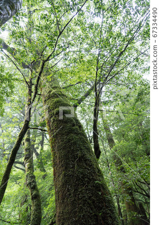 屋久島上的白谷雲水峽的苔蘚森林 屋久島上的白谷雲水峽的苔蘚森林 67334490