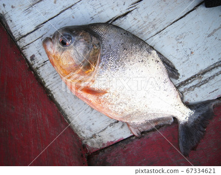 Piranha Caught On The Amazon River Stock Photo