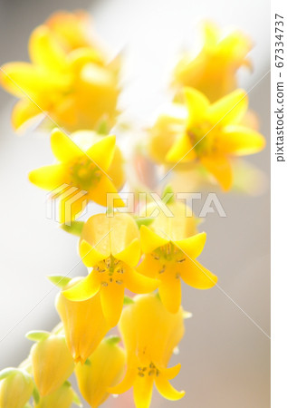 Close-up shoot of yellow florets 67334737