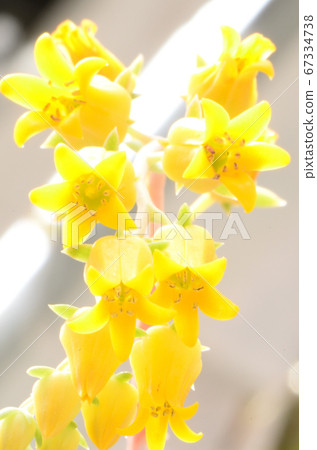 Close-up shoot of yellow florets 67334738