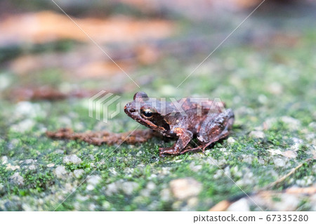 Yagishima frog Yagishima frog 67335280