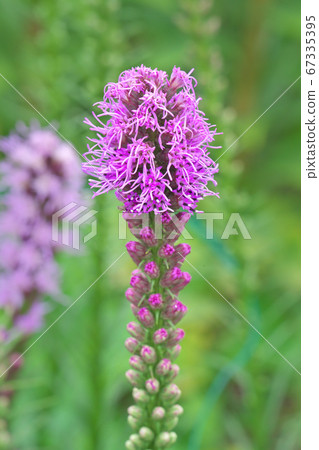 雷亞里斯之花 67335395