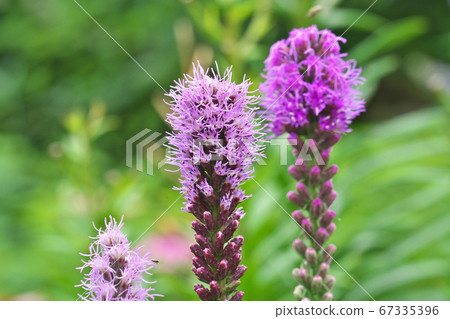 Flower of Reatris Flower of Reatris 67335396