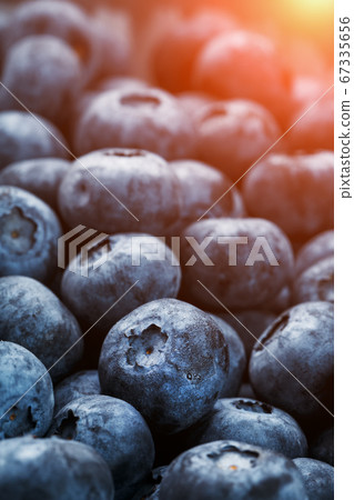 Blueberries close-up in full screen with dewdrops. Blueberries close-up in full screen with dewdrops. 67335656