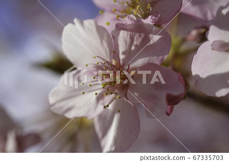 河津櫻花 河津櫻花 67335703