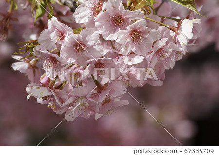 河津櫻花 67335709