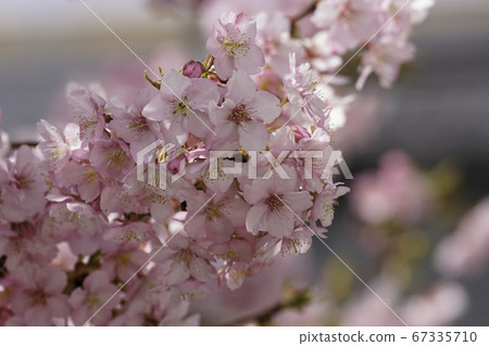 河津櫻花 河津櫻花 67335710