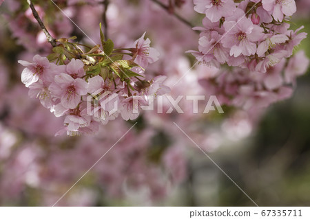 河津櫻花 河津櫻花 67335711