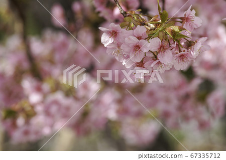 河津櫻花 河津櫻花 67335712