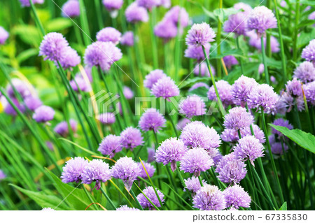 Chive flowers 67335830