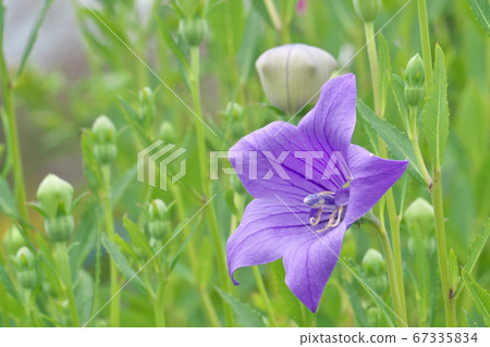 Flower field of bellflower (the back is a bud) Flower field of bellflower (the back is a bud) 67335834