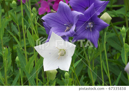 Flower of bellflower, bluish purple and whitened Flower of bellflower, bluish purple and whitened 67335838