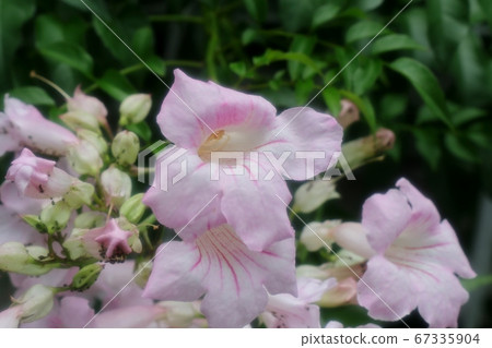 Rainy season: Tree flowers: Nocturnal vine: Us pink Rainy season: Tree flowers: Nocturnal vine: Us pink 67335904