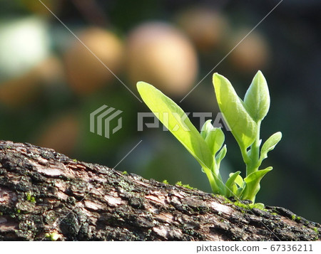 一棵枯樹上的柿子苗 67336211