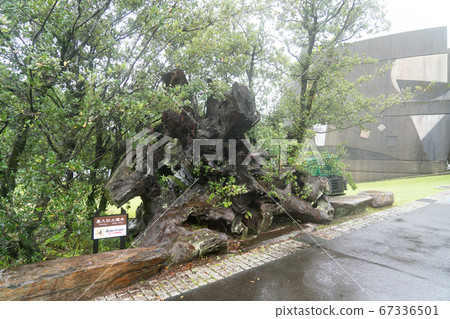 Yakusugi Nature Museum 67336501