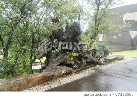 Yakusugi Nature Museum 67336503