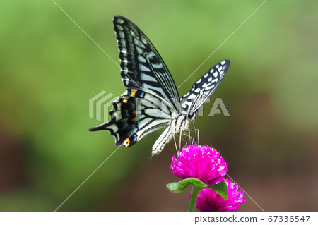 燕尾蝴蝶吸花 67336547