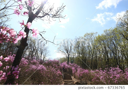 杜鵑花嶺 杜鵑花嶺 67336765
