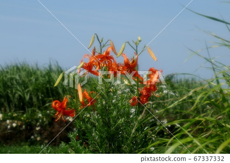 Flower of bulb: Sunny rainy season: Onion lily: Flower bed of Yodogawa Riverbed Park Flower of bulb: Sunny rainy season: Onion lily: Flower bed of Yodogawa Riverbed Park 67337332