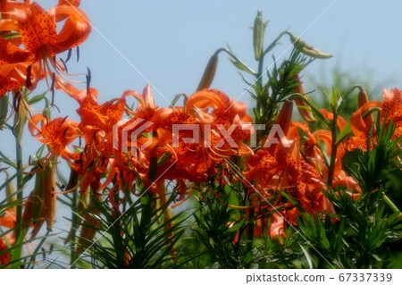 Flower of bulb: Sunny rainy season: Onion lily: Flower bed of Yodogawa Riverbed Park 67337339
