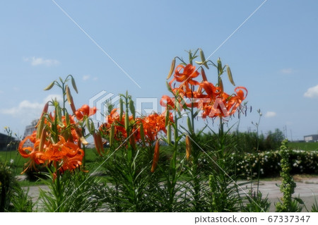 Flower of bulb: Sunny rainy season: Onion lily: Flower bed of Yodogawa Riverbed Park Flower of bulb: Sunny rainy season: Onion lily: Flower bed of Yodogawa Riverbed Park 67337347