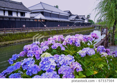 Tochigi: Hydrangea blooming along the river and the cityscape of the warehouse 67337564