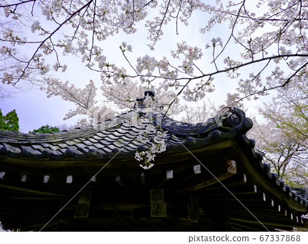 春季大津酒井寺櫻花 春季大津酒井寺櫻花 67337868