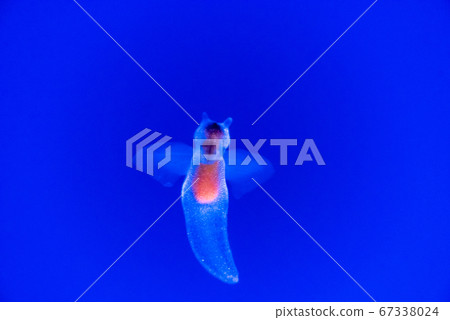Clione Clione 67338024