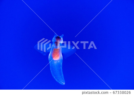 Clione Clione 67338026