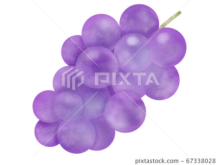 水果葡萄的插圖 67338028