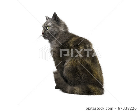 gray cat sits 3d render on a white no shadow gray cat sits 3d render on a white no shadow 67338226