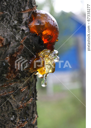 Transparent amber drop of resin on a tree trunk 67338277