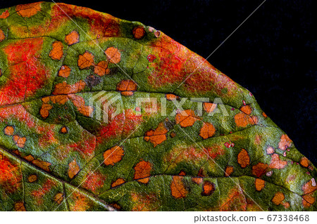 秋季顏料 67338468