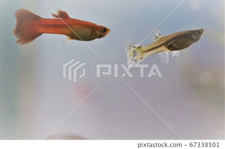 tropical fish prices