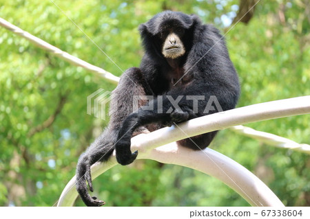 飛翔的長臂猿 飛翔的長臂猿 67338604