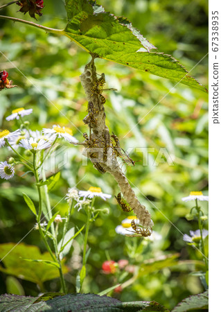 Korean insect butterfly 67338935