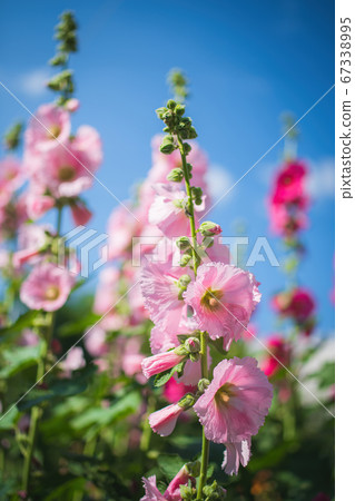Bright crimson mallow flowers on a blurred Bright crimson mallow flowers on a blurred 67338995