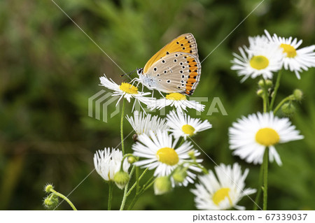 Insects of Korea 67339037