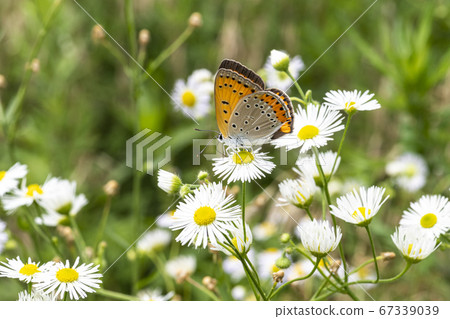 Insects of Korea 67339039