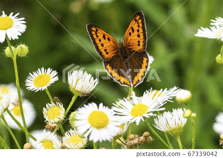 Insects of Korea Insects of Korea 67339042