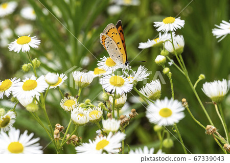 Insects of Korea Insects of Korea 67339043