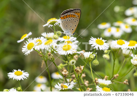 Insects of Korea 67339046