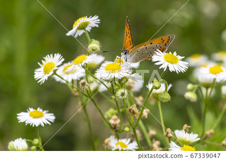 Insects of Korea Insects of Korea 67339047